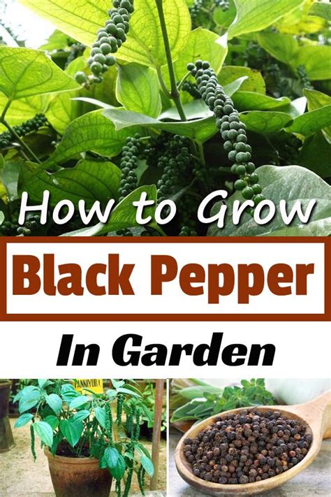 How To Grow Black Pepper In Garden Growing Vegetables Spice Garden