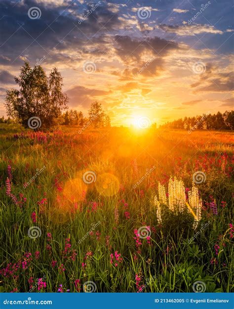 Sunset Or Sunrise On A Hill With Purple Wild Lupines And Wildflowers