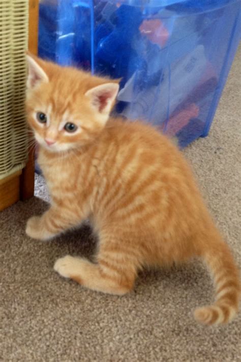 «» press to search craigslist. Beautiful Maine coon x kittens available soon | Hereford ...