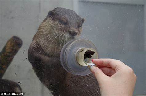 The Mating Call Of Otters Celestialpets