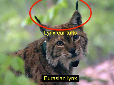 Ear tufts are sometimes called lynx tipping, because of the resemblance to the fur on the tips of the ears of lynx. What are lynx ear tufts? - PoC
