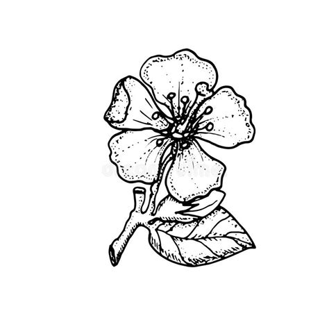 Apple Blossom Flower Vector Hand Drawn Illustration Stock Vector