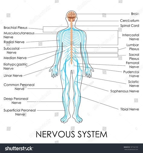 Nervous system diagram autonomic nervous system sympathetic rest and digest autonomic nervous system central nervous system. Vector Illustration Diagram Nervous System Stock Vector 187162193 - Shutterstock