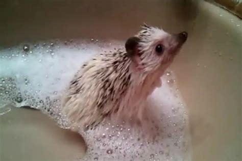 Need A Cuteness Injection Try A Baby Hedgehog Taking A Bath