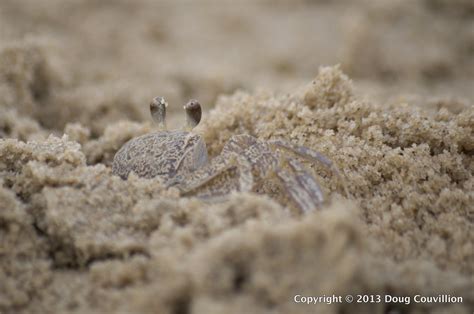 Crab Digging In The Sand Doug Couvillion S Photo Blog