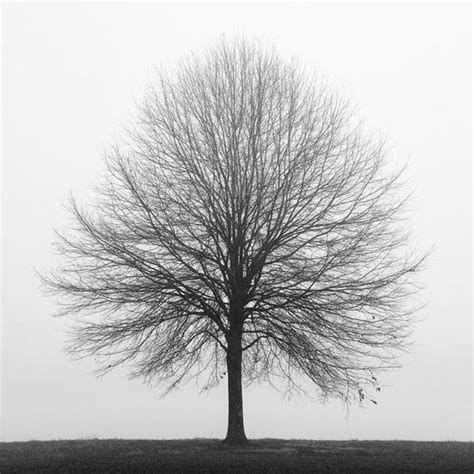 Black And White Photography Tree Photography Winter