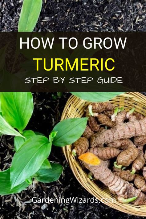 How To Grow Turmeric The Informational Guide