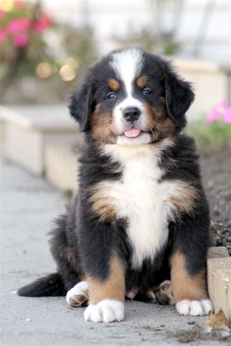 Beautiful Puppy Our Newest Bernese Mountain Dog Adorable Love