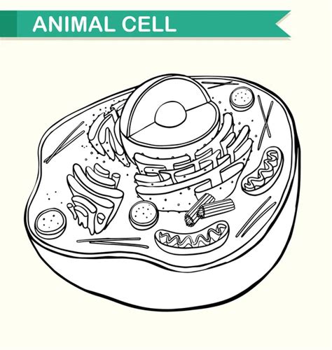 Celula Animal Imágenes De Stock De Arte Vectorial Depositphotos