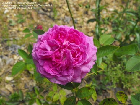 Plantfiles Pictures Hybrid Perpetual Old Garden Rose Reine Des