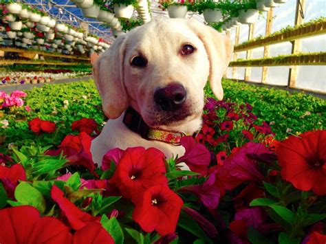 Camp bow wow flower mound understands your concerns about leaving your dog with someone you don't know. Want beautiful flowers this year? Check out this super ...