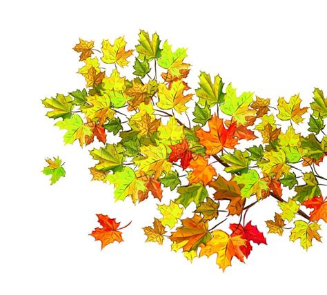 Maple Tree Branch With Autumn Leaves Stock Photo Image Of Autumn