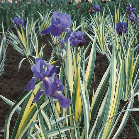 Variegated yellow flag (iris pseudacorus 'variegata') at the beginning of the season, the early leaves are striped yellow and green, this deepens to a dark green as the plant matures. Gold Variegated Sweet Iris | Flower garden plans, Plants ...