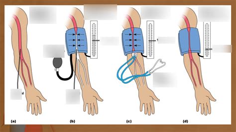 Procedure For Measuring Blood Pressure Diagram Quizlet