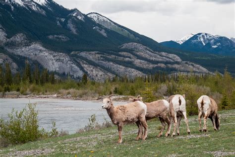 Big Horn Sheep Explore Jasper National Park Alberta Canada