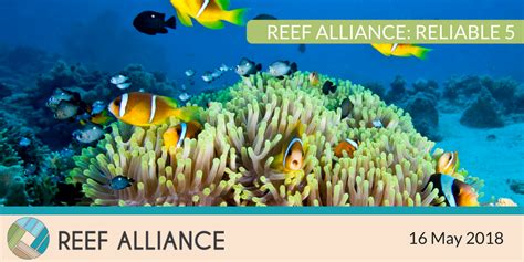 Reef Alliance On Twitter The Latest Reef Alliance ‘reliable 5 Is Now