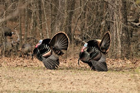 Two Tom Turkey In Woods Free Stock Photo Public Domain Pictures