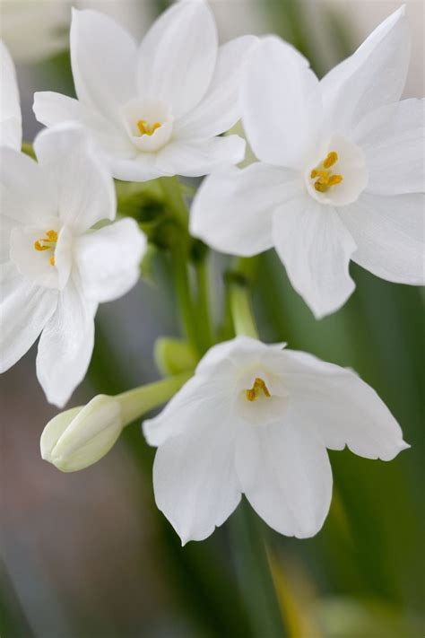 Add These Pretty White Flowers To Your Garden For A Beautiful Display