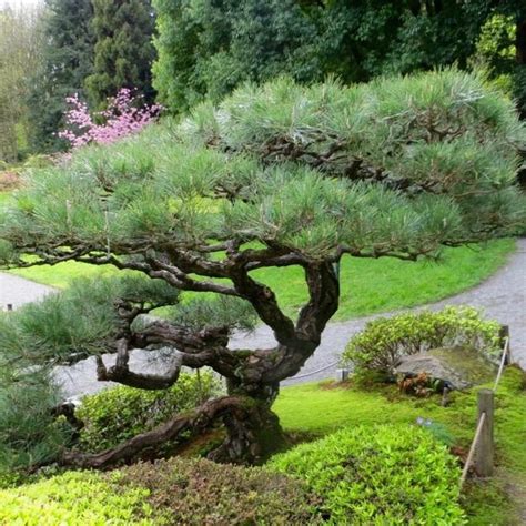 Ornamental Pines 35 Yard Landscaping Ideas To Beautify Outdoor Spaces