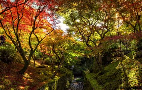 Wallpaper Autumn Forest Leaves Trees Park Colorful Forest