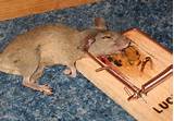 Images of Mouse Trap Wiki