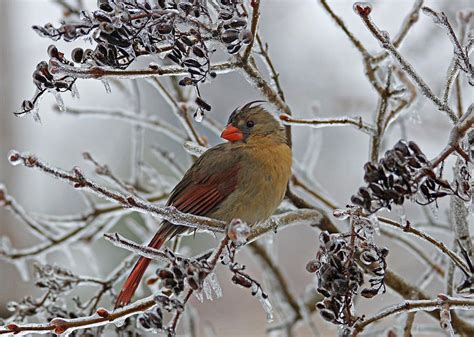 Cardinal On Icy Branches Photograph By Sandy Keeton Pixels