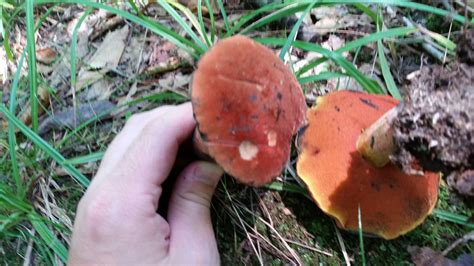 Boletes Id Mushroom Hunting And Identification