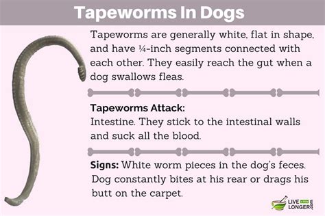 10 Best Home Remedies For Worms In Dogs