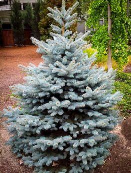 Sester's dwarf blue spruce will grow to be about 12 feet tall at maturity, with a spread of 8 feet. Dwarf Alberta Spruce For Sale Online | The Tree Center