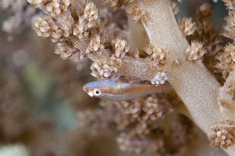 Soft Coral Goby So Often In The Beautiful Waters Of The Co Flickr