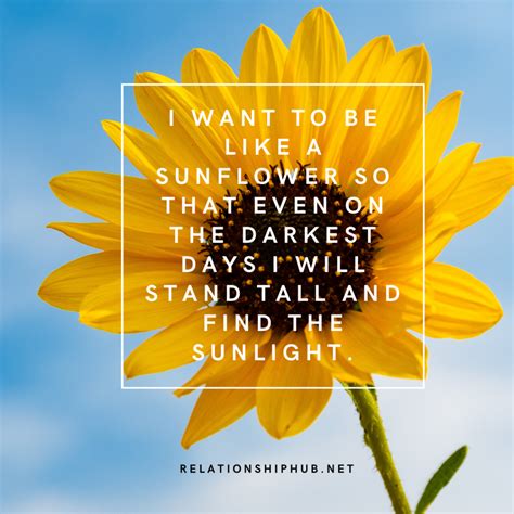 43 Beautiful Sunflower Quotes That Are Inspiring Relationship Hub