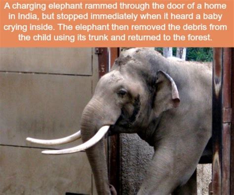 21 Crazy Animal Facts That Prove You Learn Something New Everyday I