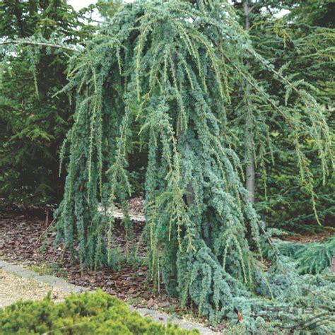 Céder Atlantský Cedrus Atlantica ´glauca Pendula´ E Shop Lumigreen