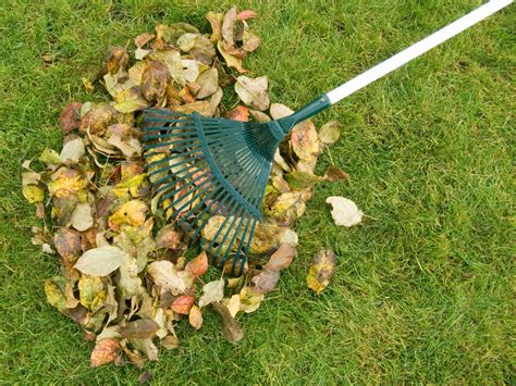 Cleaning Of Autumn Leaves On A Green Lawn Naylor Landscape Management