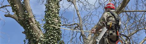 Tree Pruning And Reducing Size Arborlife Cobham Surrey