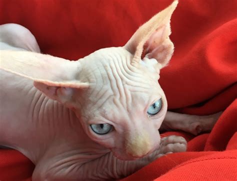 Sphynx Cats For Sale San Diego Ca 303419 Petzlover