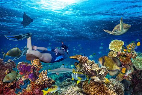 Diving In The Caribbeans Vibrant Underwater World Fabric Magazine