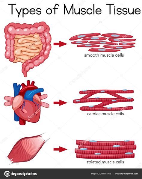 Types Muscle Tissue Illustration Stock Vector Image By ©brgfx 201711866