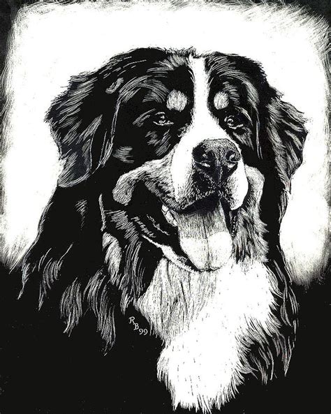 59 Drawing Of A Bernese Mountain Dog Image Bleumoonproductions