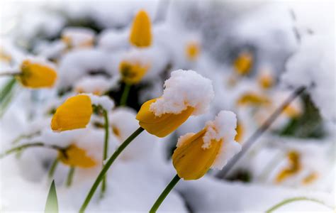 Spring Flowers In Snow Wallpapers On Wallpaperdog