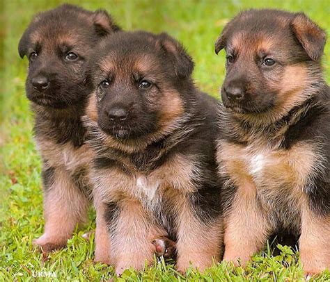 20 German Shepherd Puppies That Youll Want To Take Home Immediately