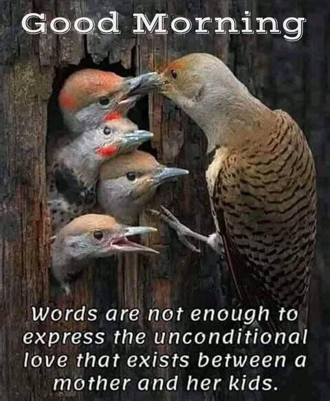 The Birds Are Looking Out From Their Hole In The Wood With Words About
