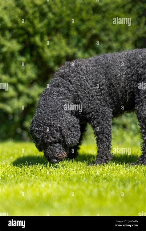 A Beautiful Curly Haired Black Labradoodle Dog Sniffing A Patch Of