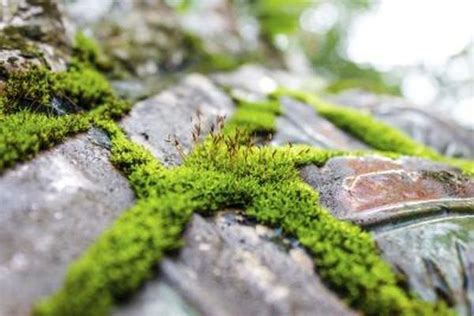 Some Mosses Grow Well On And Between Bare Stone Growing Moss Growing