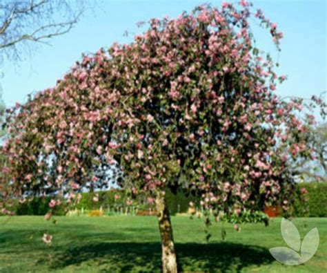 How To Grow And Care For Weeping Crabapple