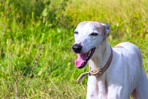 Whippet Breed And Rescue Information Rescue Pledge