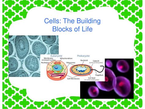 Cells The Building Blocks Of Life Ppt Download