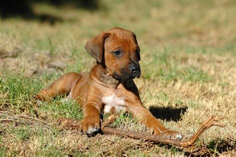 Rhodesian Ridgeback Puppy Stock Photo Image Of Ridgeback 1141152