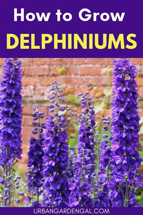 How To Grow Delphiniums In 2020 Tall Perennial Flowers Delphinium