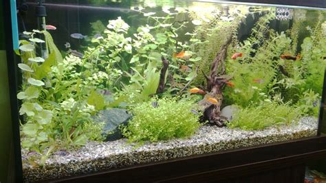 Моят аквариум